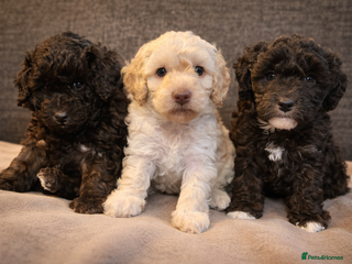 Miniature Poodle dogs Gorgeous pure bred miniature poodles - Advert 5