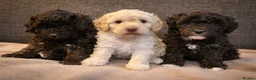 Miniature Poodle dogs for sale: Gorgeous pure bred miniature poodles - Advert 1