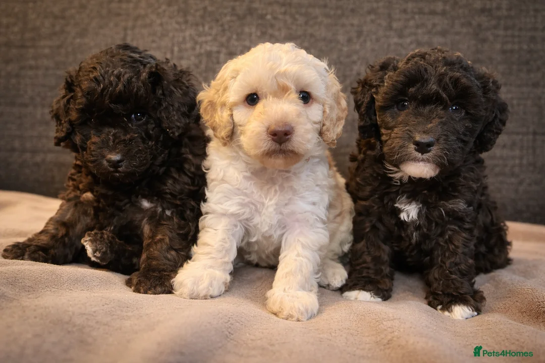 Miniature Poodle dogs for sale: Gorgeous pure bred miniature poodles - Advert 1