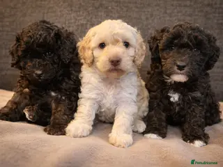 Miniature Poodle dogs Gorgeous pure bred miniature poodles - Advert 9