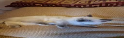 Ragdoll cats for sale: Ragdoll kittens  - Advert 3