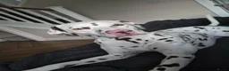 Dalmatian dogs for sale: Oscar 19 Month - Advert 3