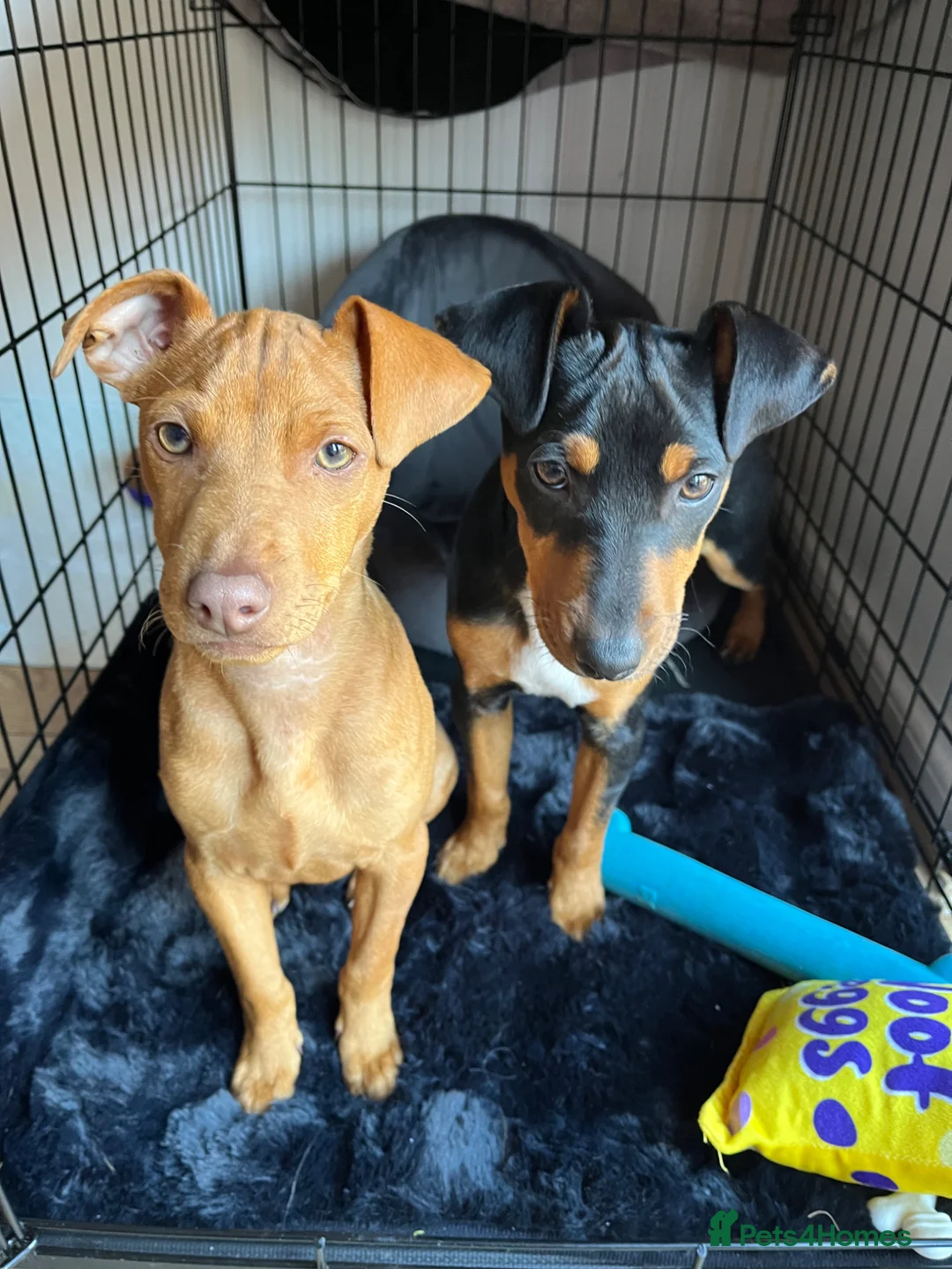 Mixed Breed dogs for sale: Milo and Rico - Advert 1