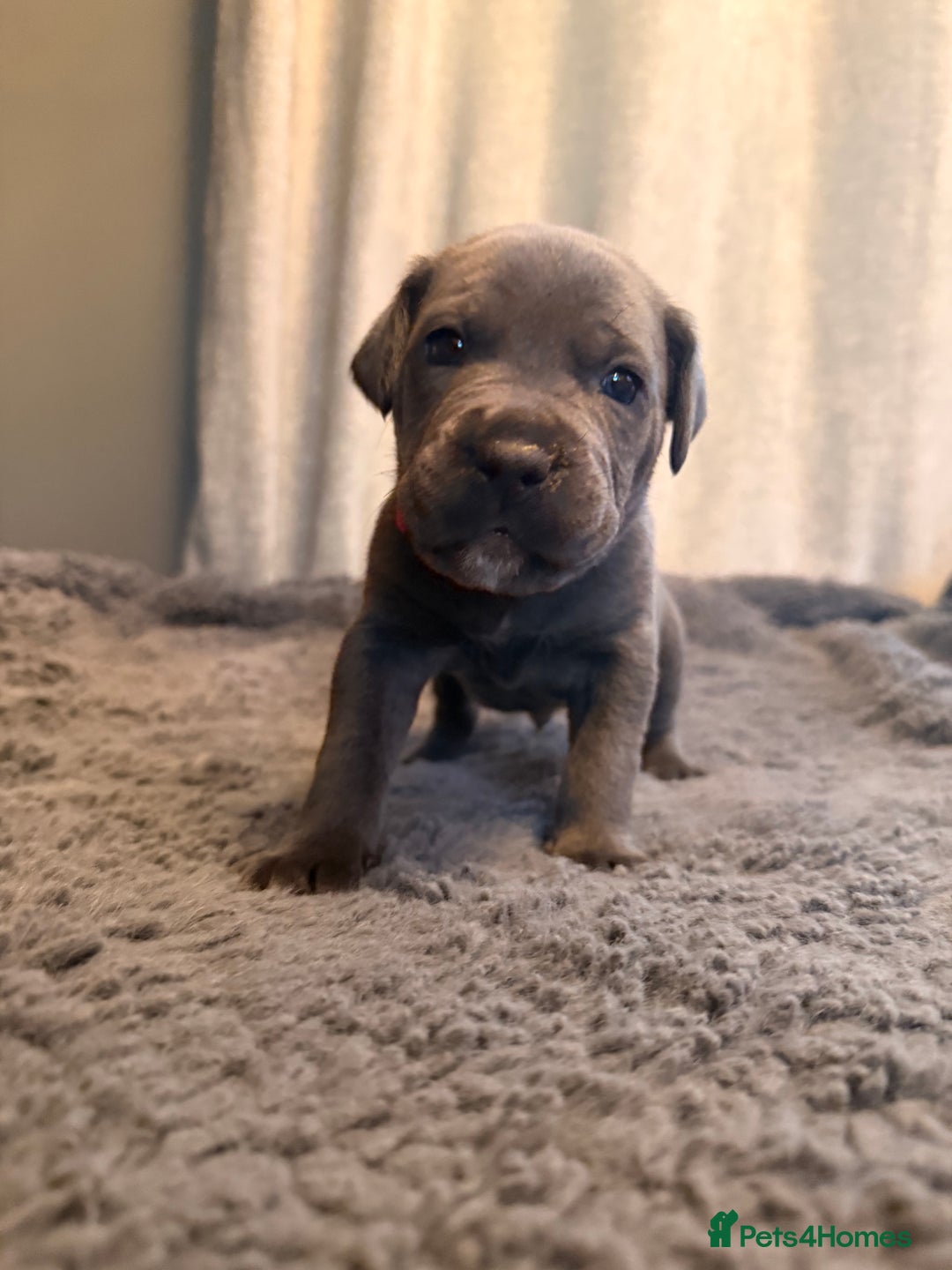 Cane Corso dogs for sale: Exceptional, Champion Bloodline Cane Corso Puppies - Advert 23
