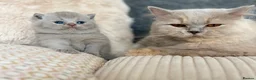 British Shorthair cats for sale: British Shorthair Kittens - Advert 8
