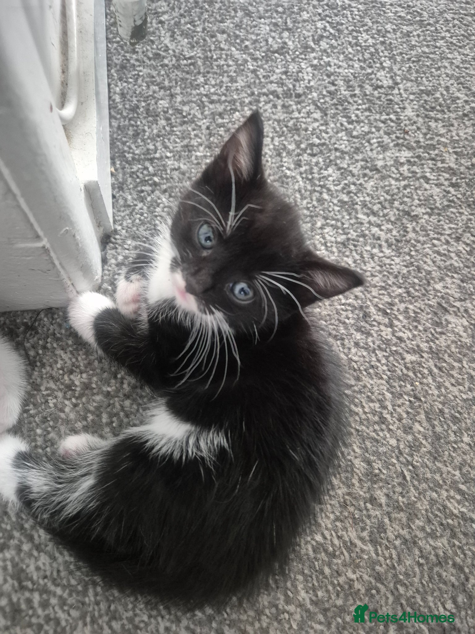 British Shorthair cats for sale: Three adorable kittens  in London - Advert 7