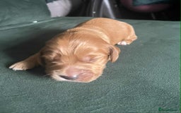 Cocker Spaniel dogs for sale: Working Cocker Spaniel Puppy’s  - Image 8