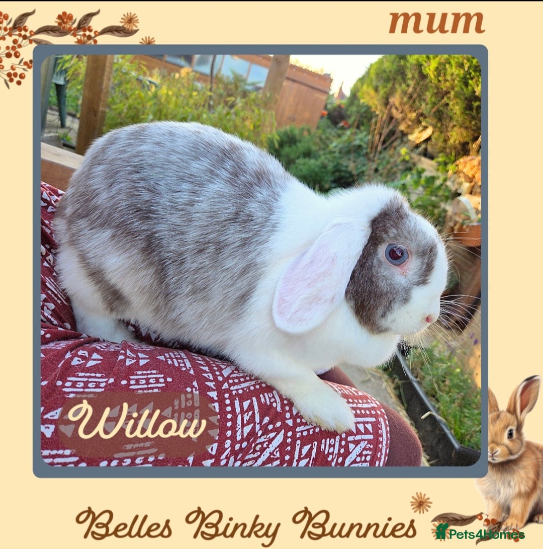 Mini Lop rabbits for sale: 🧡 READY NOW Mini Lop Doe 🧡 9wk old - Image 7