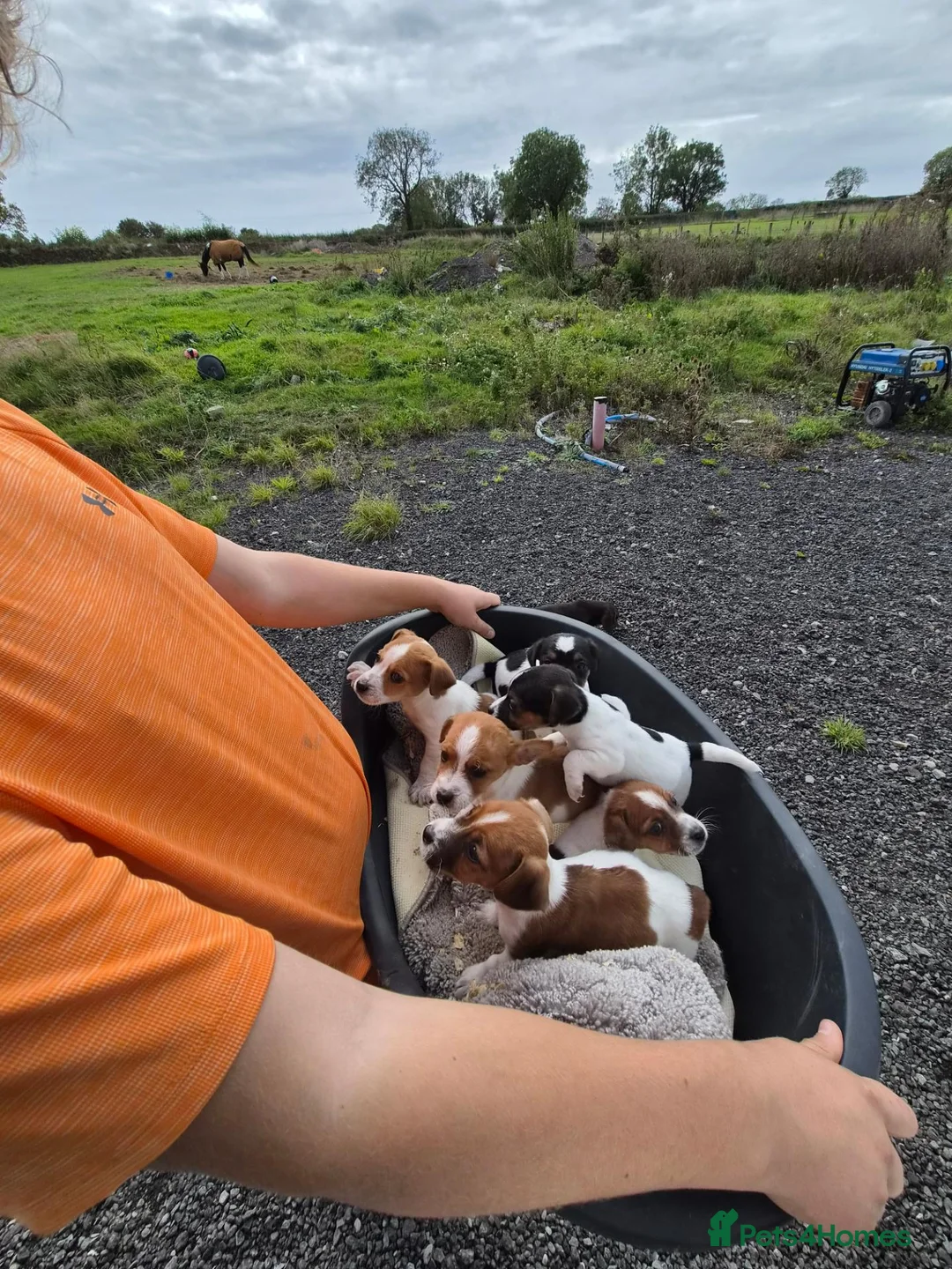 Jack Russell dogs for sale: Old fashion type Miniature jack russell puppies - Advert 1