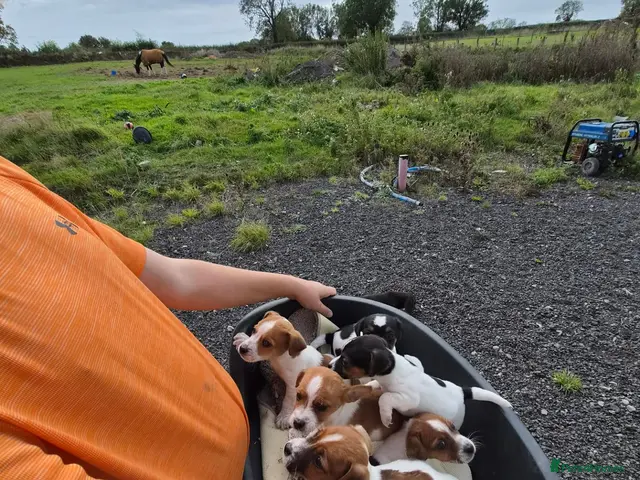 Jack Russell dogs for sale: Old fashion type Miniature jack russell puppies - Advert 1