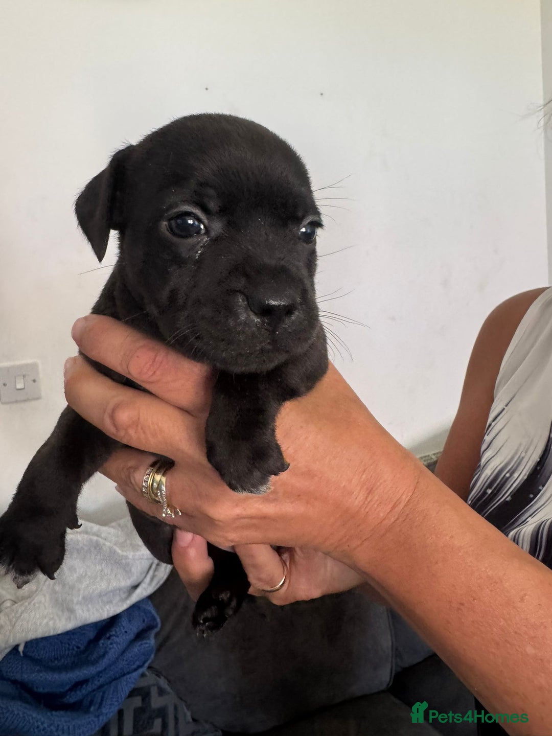 Staffordshire Bull Terrier dogs for sale: Staffordshire bull terrier pups - Image 6