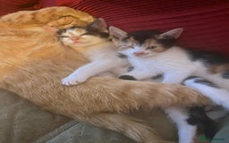 Mixed Breed cats for sale: Female kittens 💕  - Image 5