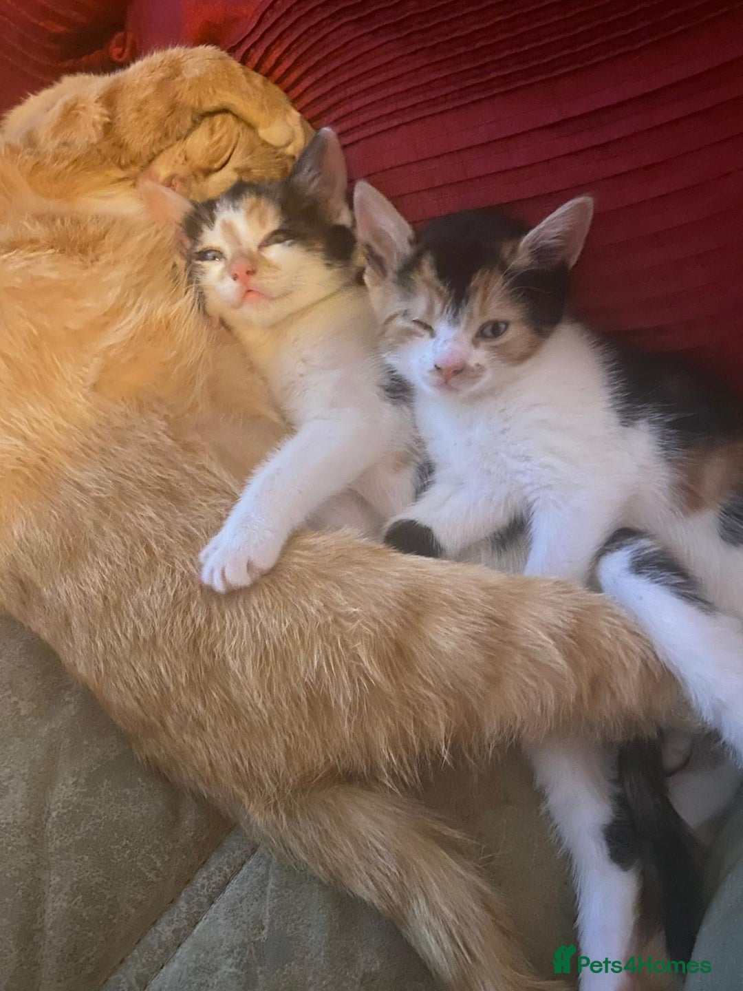 Mixed Breed cats for sale: Female kittens 💕  - Image 5