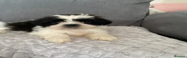 Shih Tzu 2