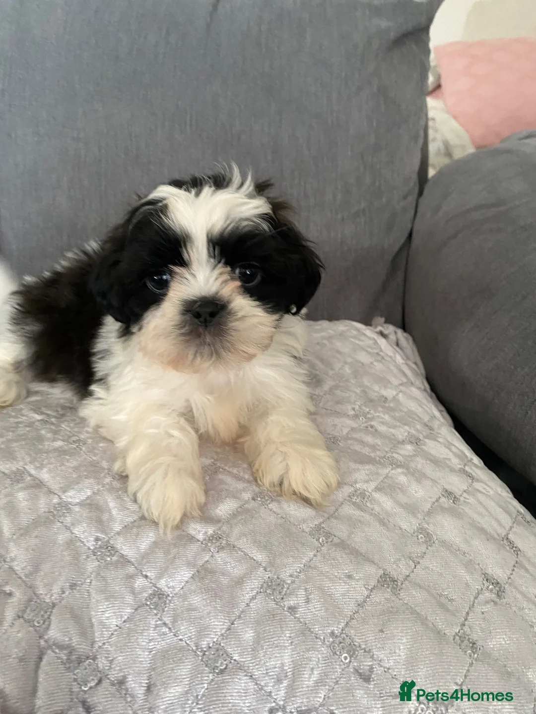 Shih Tzu dogs for sale: Stunning imperial shih tzu pups  in Crook - Advert 2