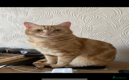 Mixed Breed cats for sale: 2 male ginger and white tabby female for adoption - Image 4
