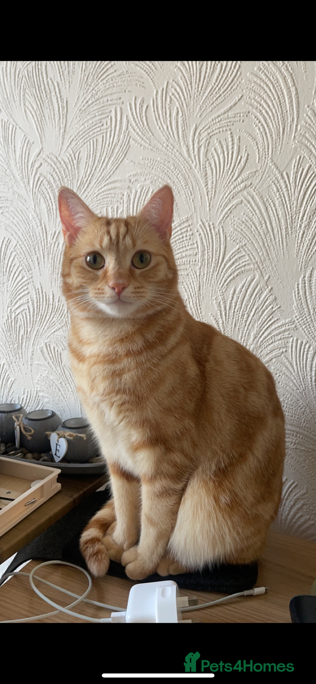 Mixed Breed cats for sale: 2 male ginger and white tabby female for adoption - Image 4