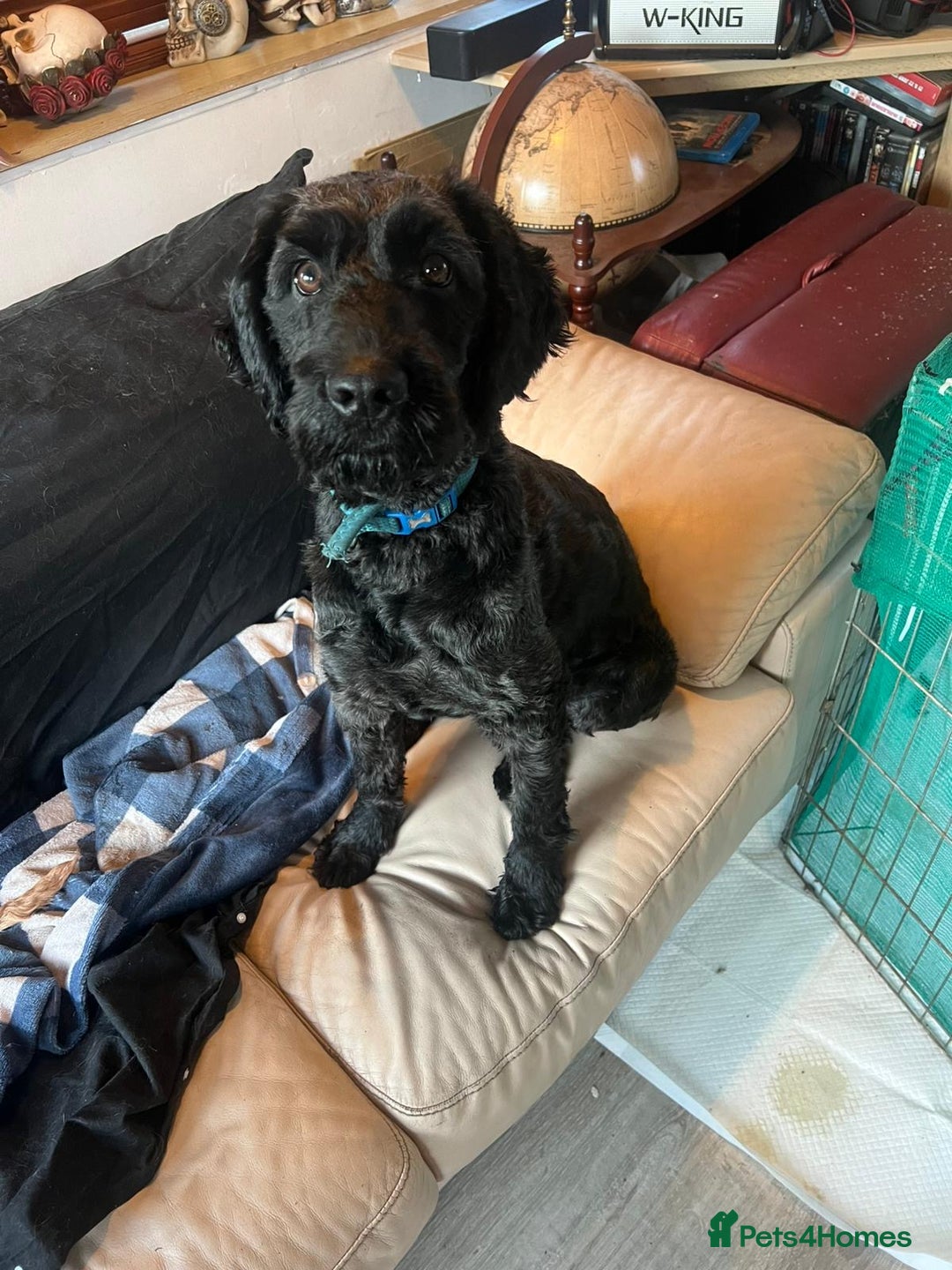 Cockapoo dogs for sale: Cocker spaniel/ cocapoo  - Advert 5