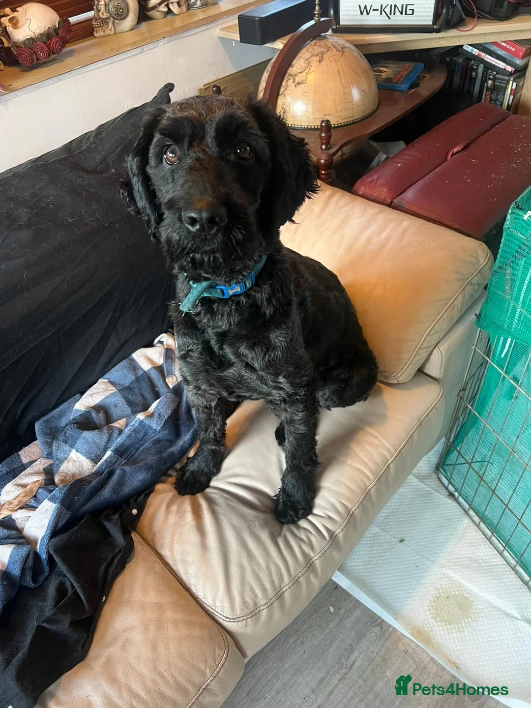 Cockapoo dogs for sale: Cocker spaniel/ cocapoo  - Advert 5