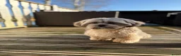 Shih Tzu dogs for stud: Mr Drake - Advert 5