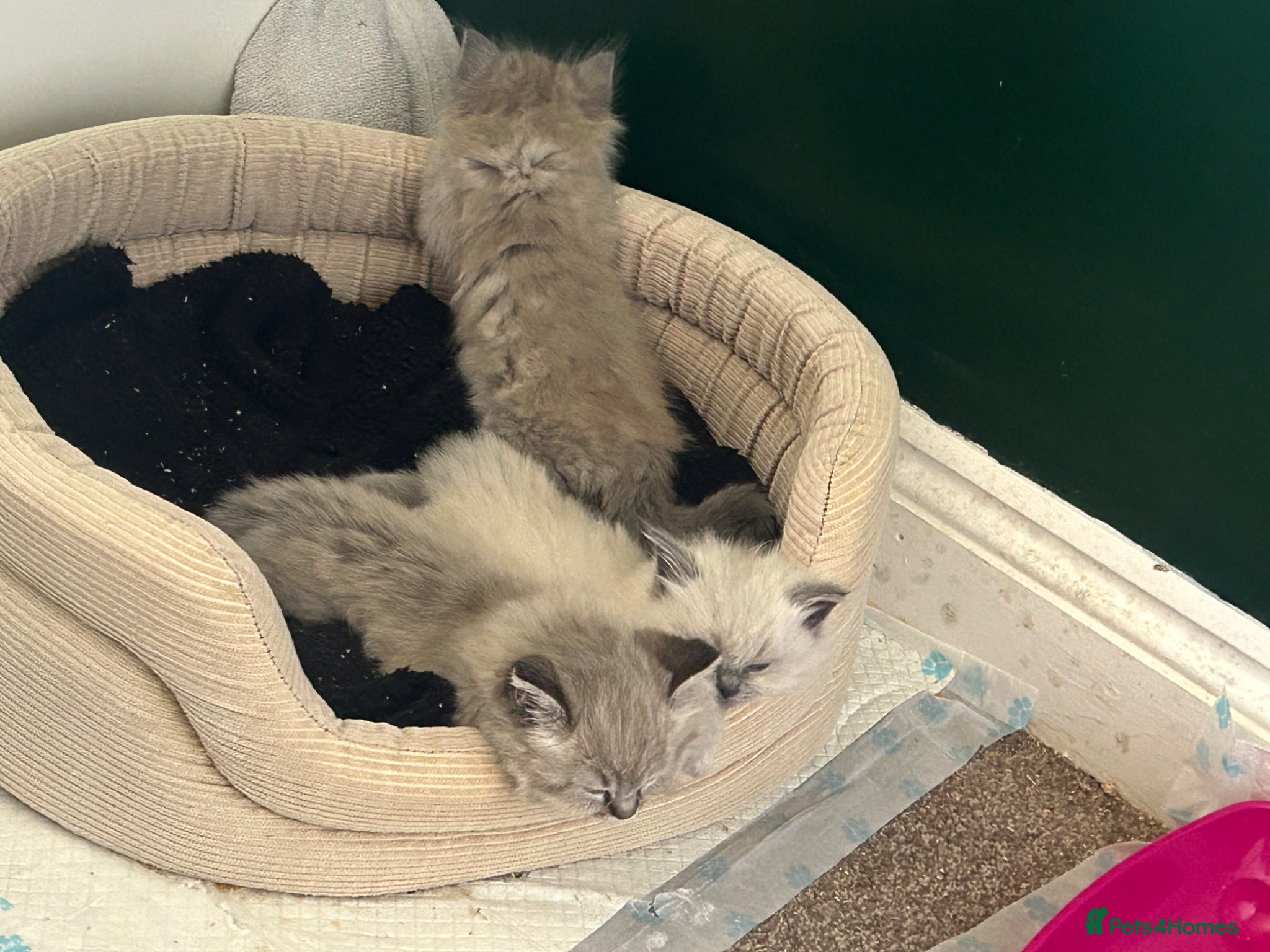 Ragdoll cats 💙Playful Ragdolls🤎 - Advert 2