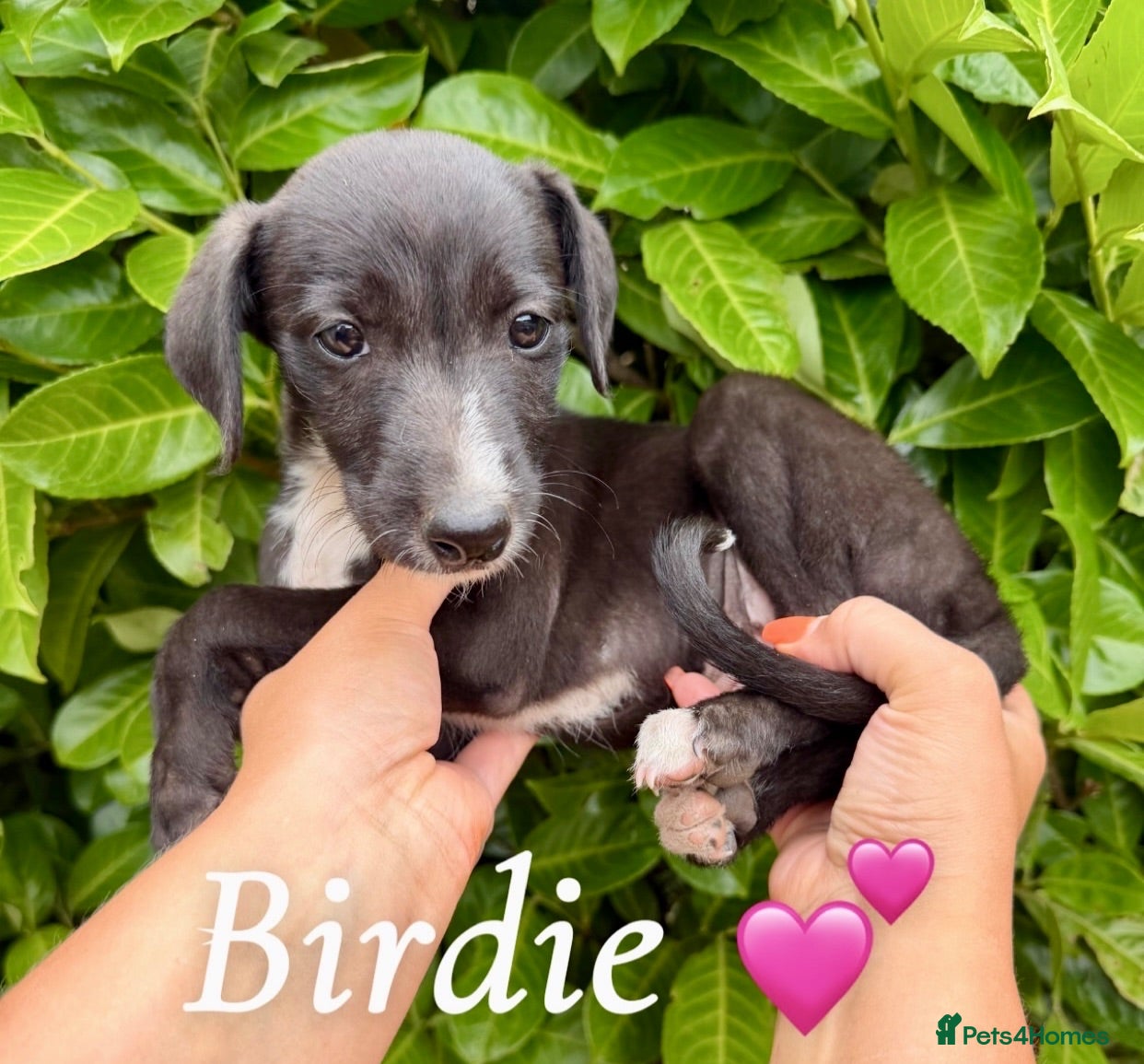 Lurcher dogs READY TO LEAVE!!! Bedlington Whippet Puppies 🐾 - Advert 1