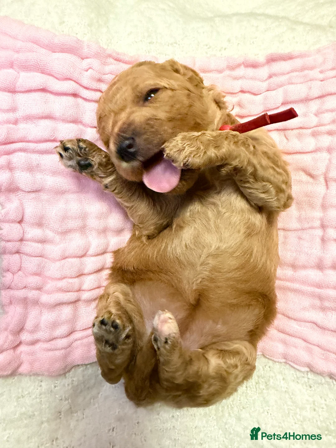 Labradoodle dogs for sale: Labradoodle  - Advert 20