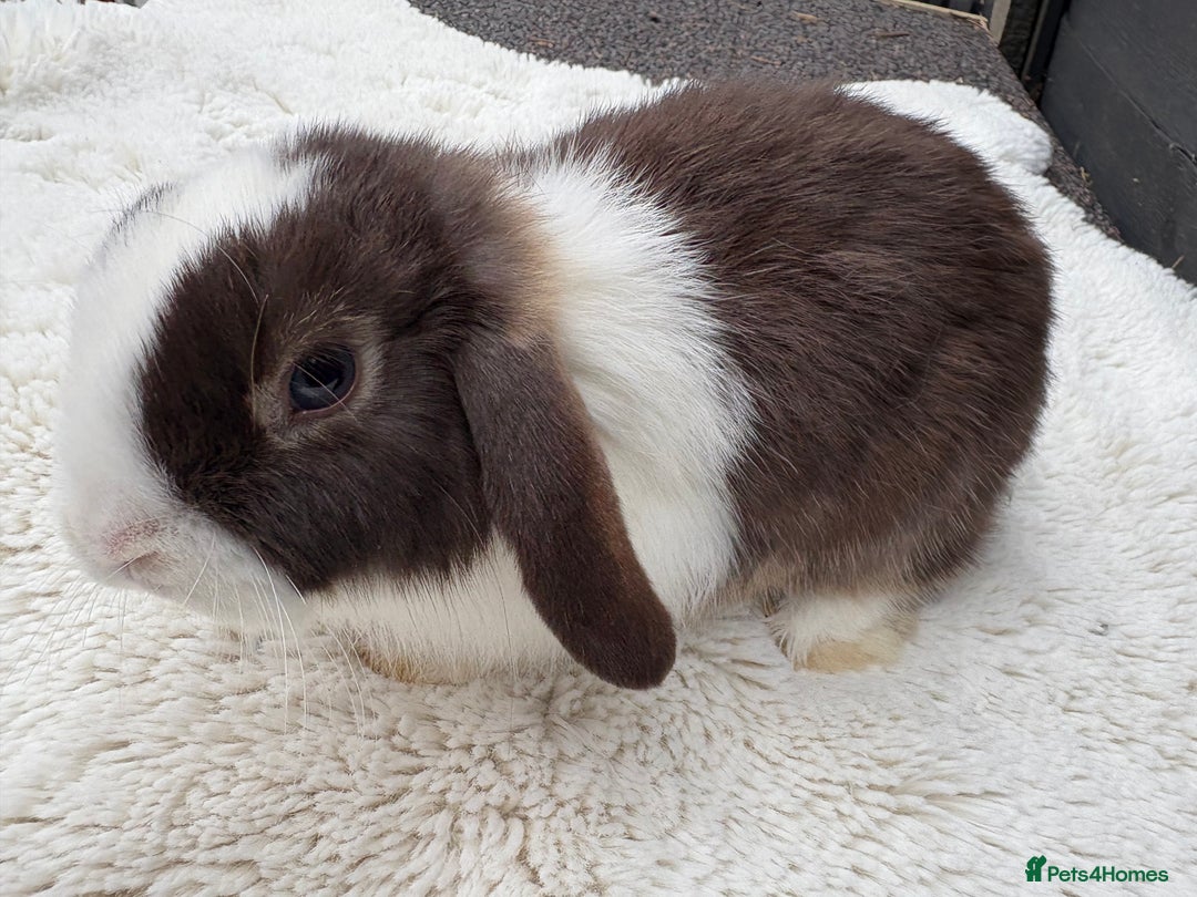 Mini Lop rabbits for sale: 🤎Chocolate Boy Mini Lop Ready to Leave 🤎 - Image 11