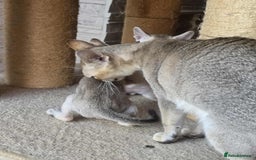 Singapura cats for sale: Stunning Singapura kittens  - Image 33