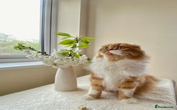 Scottish Fold cats for stud: RoyalOwl Yoshi: Scottish Fold Longhair Stud  in Banbury - Image 17