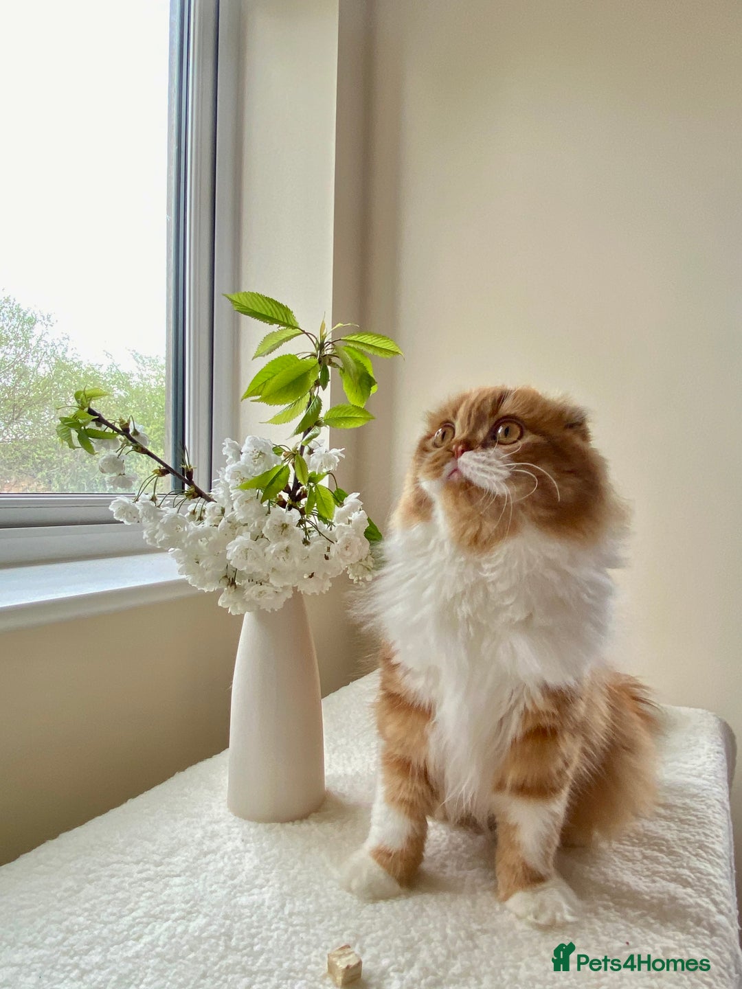 Scottish Fold cats for stud: RoyalOwl Yoshi: Scottish Fold Longhair Stud  in Banbury - Image 17