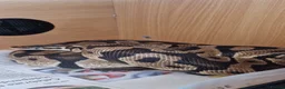 Python Snake reptiles for sale: Royal Python - Pastel  - Advert 4