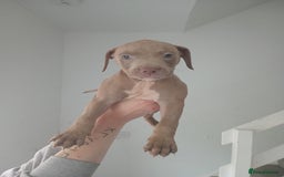 Mixed Breed dogs for sale: Cane corso x Irish Staffy Pups - Image 3