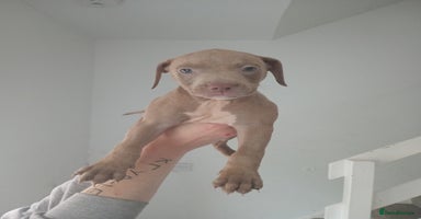 Mixed Breed dogs - Advert 4