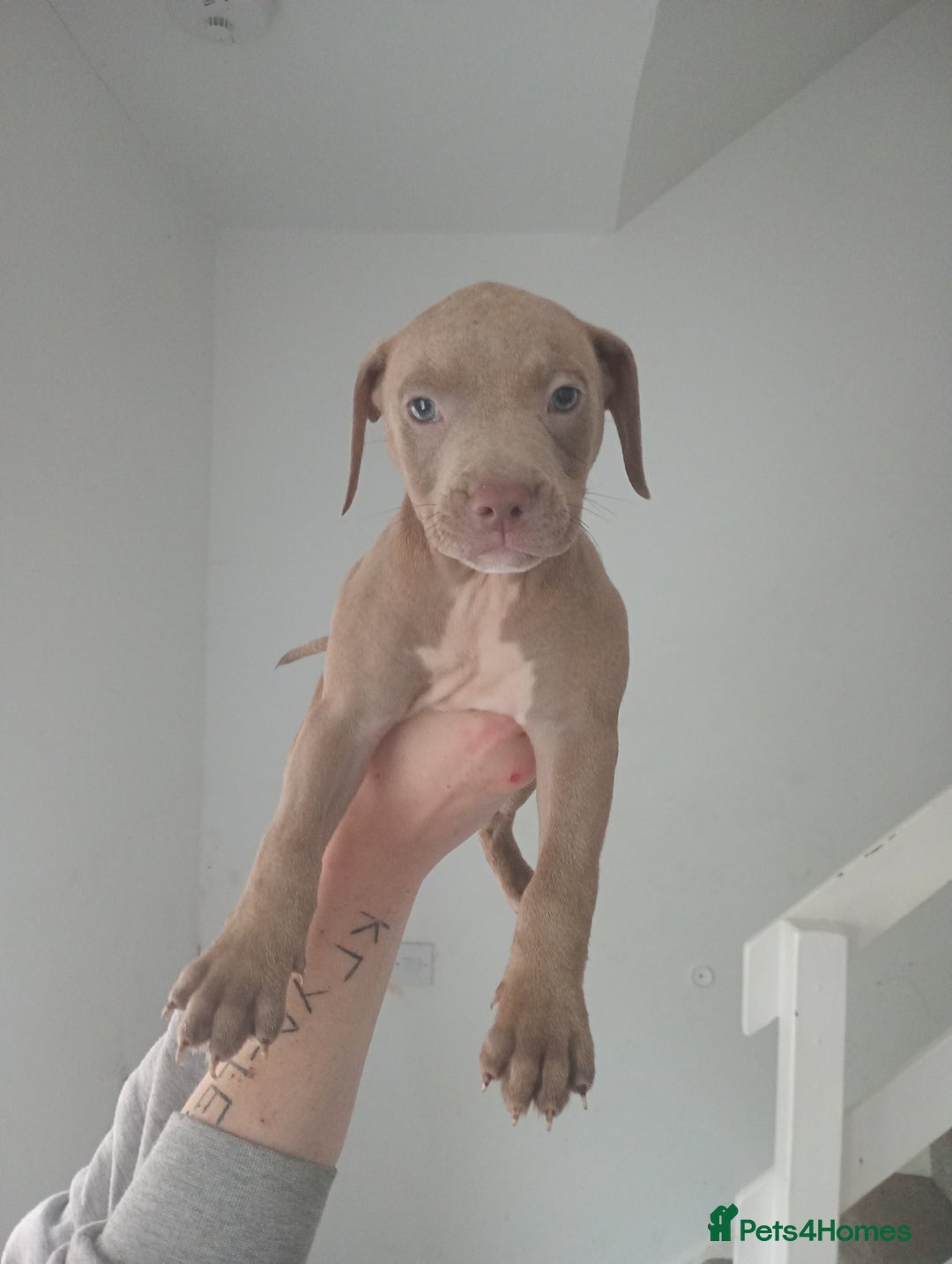 Mixed Breed dogs for sale: Cane corso x Irish Staffy Pups - Image 3