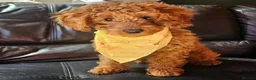 Toy Poodle dogs for stud: KC Pedigree Red Toy Poodle for Stud - Advert 18