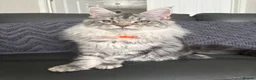 Maine Coon cats for sale: Beautiful Maine Coons - Advert 12