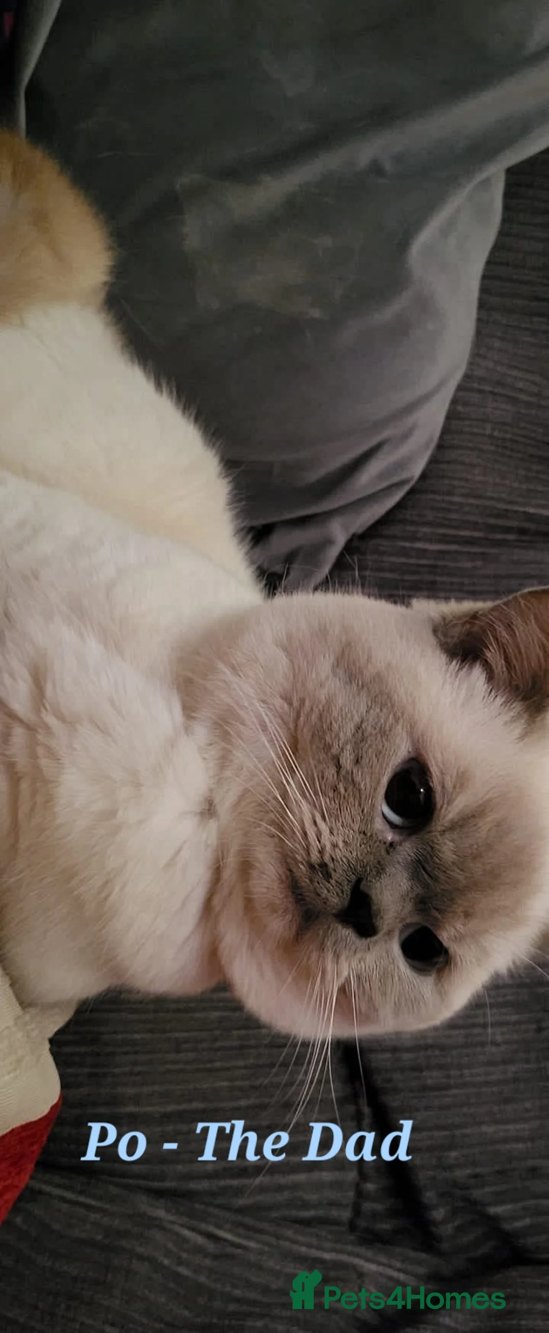 British Shorthair cats for sale: British Shorthair Kittens  - Advert 2