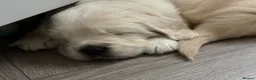 Golden Retriever dogs for sale: Ready now - male chunky cream Golden Retriever  - Advert 6