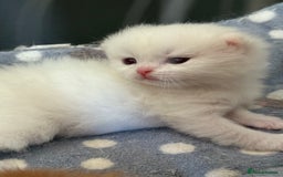 British Longhair cats for sale: GCCF reg BLH Black and Chocolate Golden kittens - Image 12