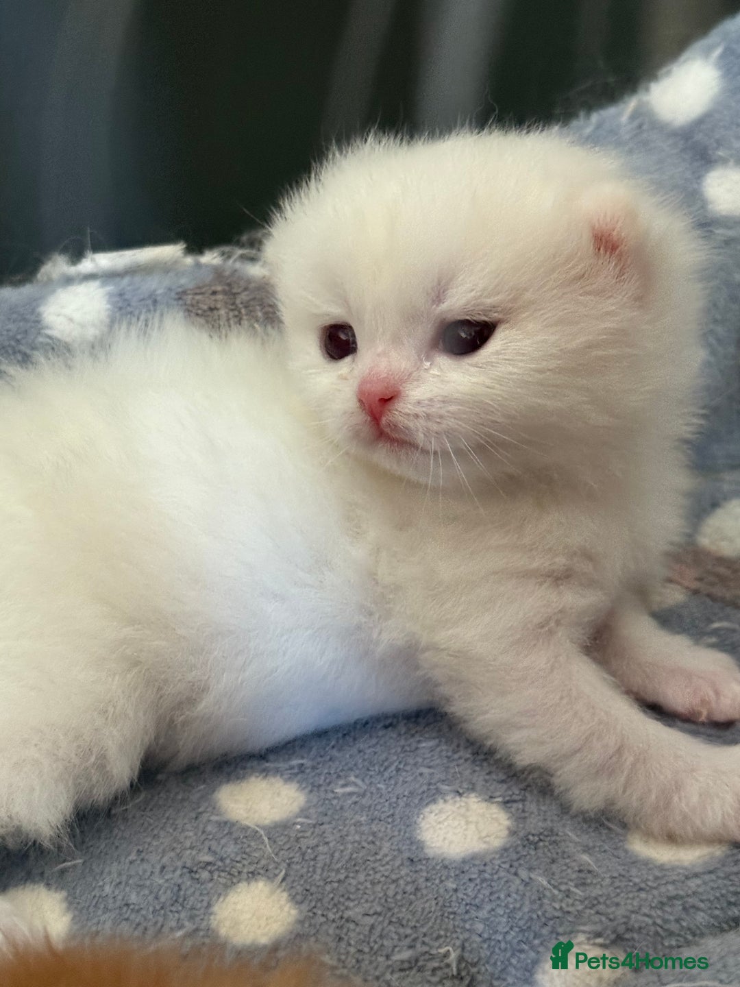 British Longhair cats for sale: GCCF reg BLH Black and Chocolate Golden kittens - Image 12