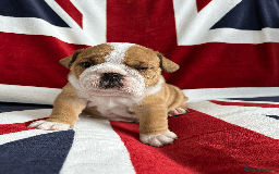 English Bulldog dogs for sale: KC REG AMAZING LITTER OF BRITISH BULLDOGS - Image 5