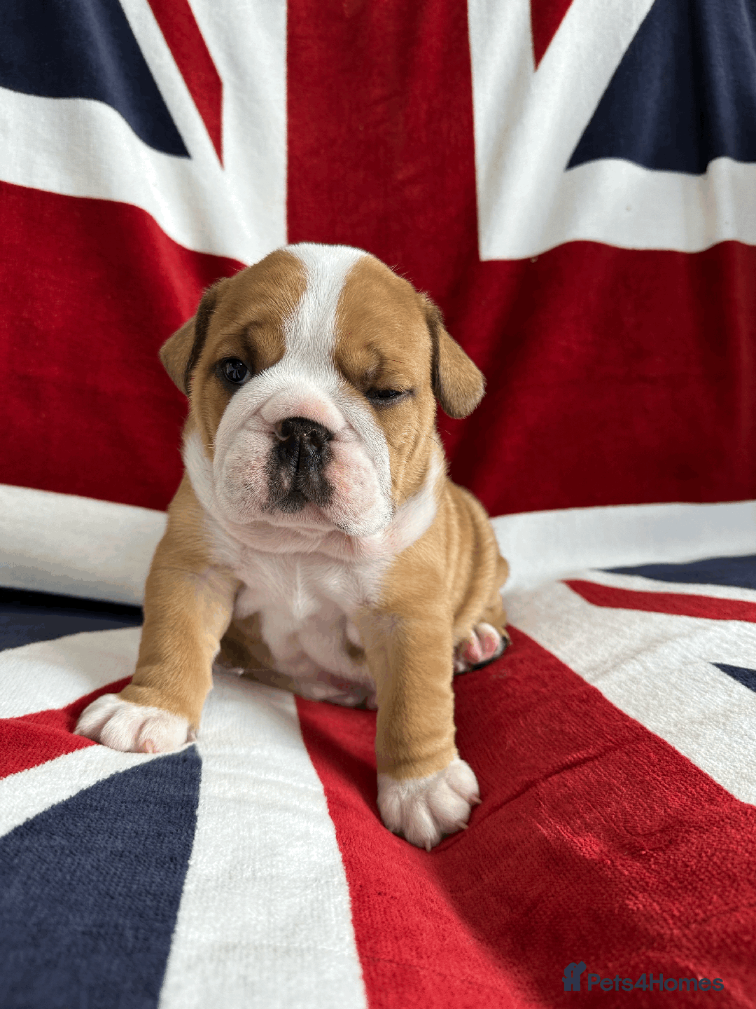 English Bulldog dogs for sale: KC REG AMAZING LITTER OF BRITISH BULLDOGS - Image 5