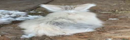 Mini Lop rabbits for sale: Mini lops-raised indoors-vaccinated  - Advert 26