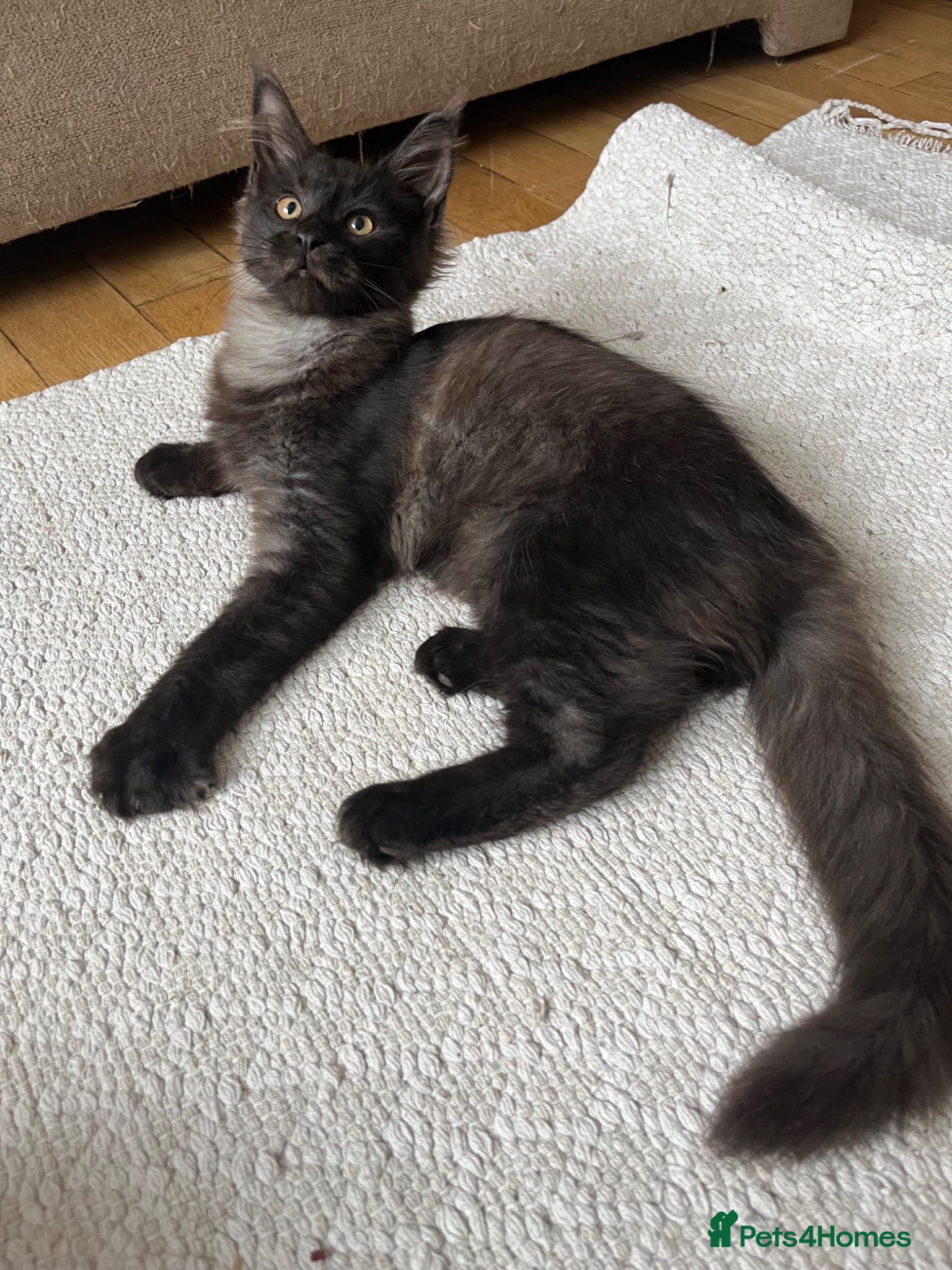 Maine Coon cats ⭐️Beautiful Maine Coon Kittens⭐️ - Advert 17