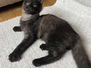 Maine Coon cats ⭐️Beautiful Maine Coon Kittens⭐️ - Advert 17
