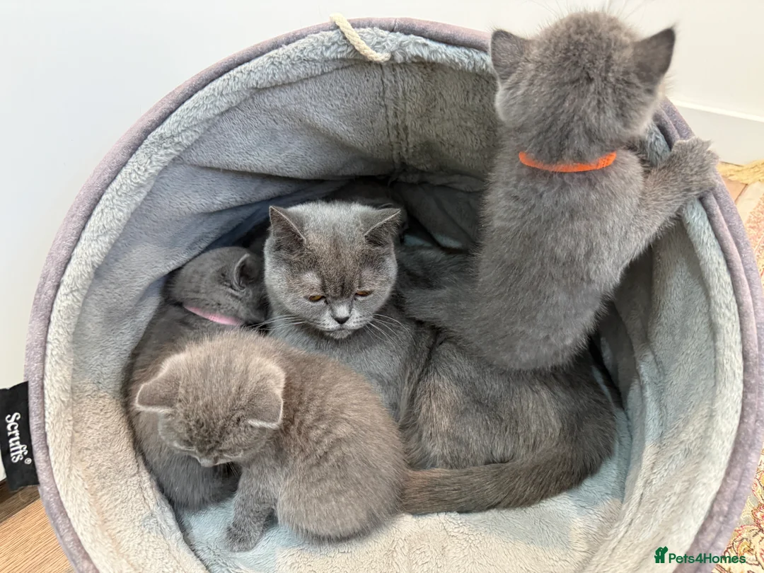 British Shorthair cats for sale: British Shorthair Kittens - Advert 9