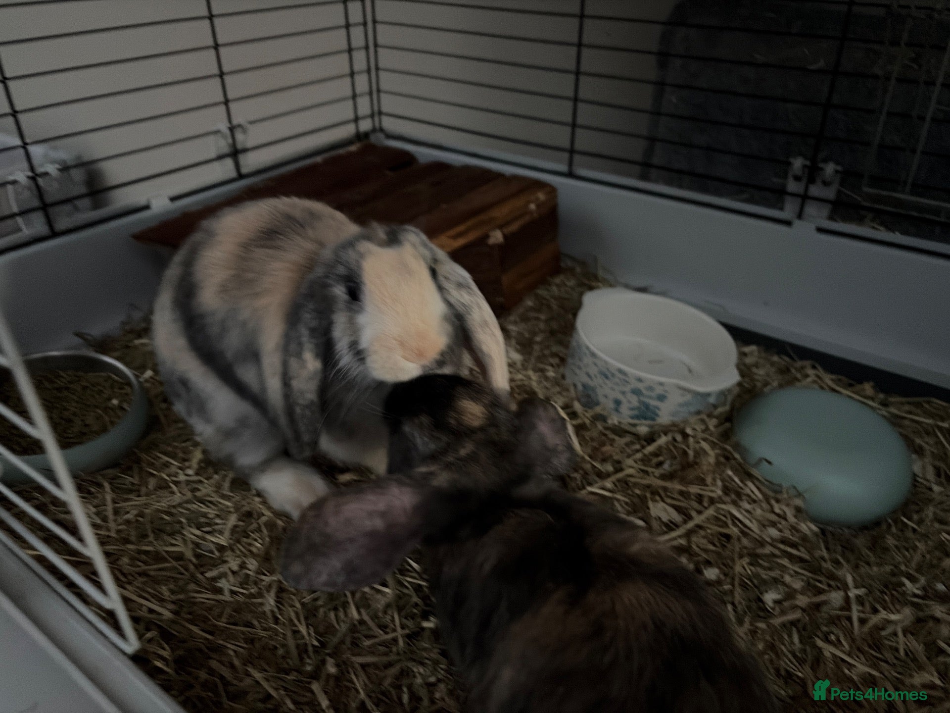 Mixed Breed rabbits Young rabbits  - Advert 2
