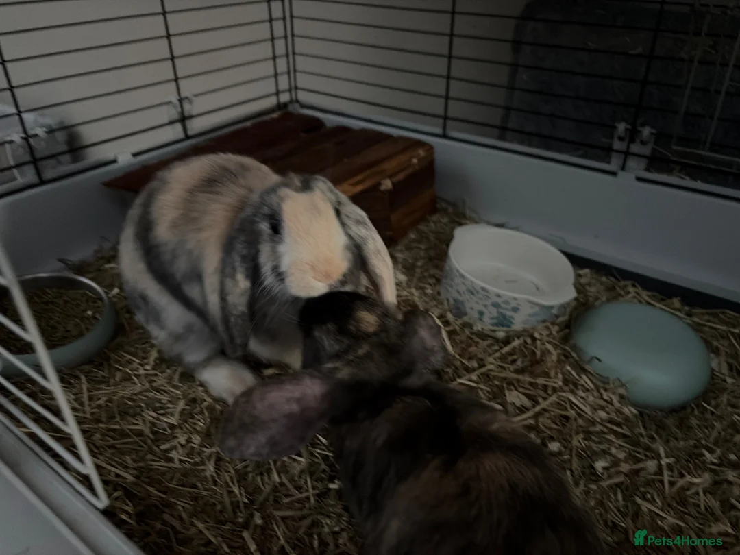 Mixed Breed rabbits for sale: Young rabbits  in Morpeth - Advert 2