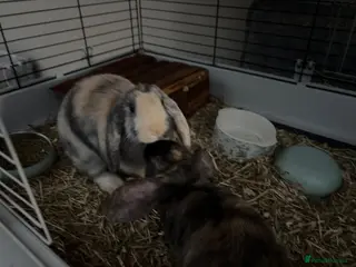 Mixed Breed rabbits Young rabbits - Advert 2